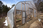 Our unheated solar-passive greenhouse.