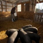 while the piglets get acclimated to their new home.
