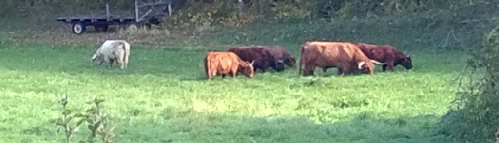 Highland cattle on pasture